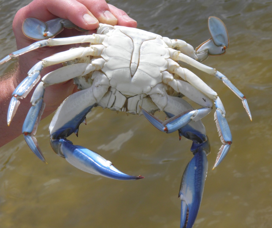 Know how to choose the best crabs for the best seafood cooking experience