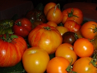 Tips for growing heirloom tomatoes for the best taste and yield