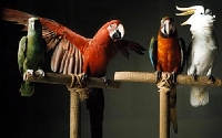 Here's how to care for parrots to keep both you and your bird happy and healthy