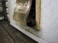 Tips for installing a pet door at home so your dog or cat will thank you