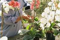 When you know how to water orchids, your green thumb status will be assured