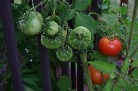 It's easy to grow vegetables in pots with a little creativity and some skill