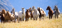 If you care about horses, you should know about the SAFE Act