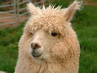 Alpaca farm products include fiber and all types of clothing made from it