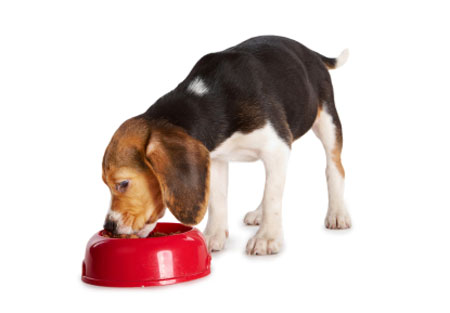 Wondering what should my dog eat to keep your pup healthy for a lifetime?