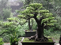 To grow bonsai trees you need plants, patience and pruning