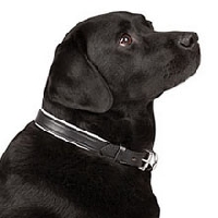 How do you use a training collar successfully for controlling and teaching a dog