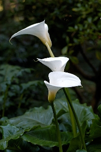 Learn how to take care of calla lillies indoors to preserve its exotic beauty