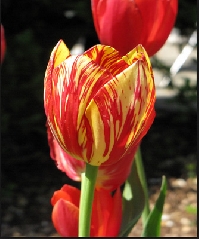 Learn how to plant tulip bulbs so they bloom to add drama to your garden
