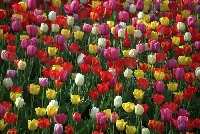 Know when to order flower bulbs to enjoy the best selection and growing success