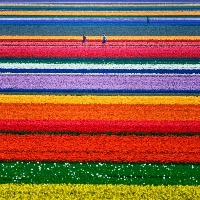 Are you wondering what are Dutch flower bulbs among your Spring flower choices?