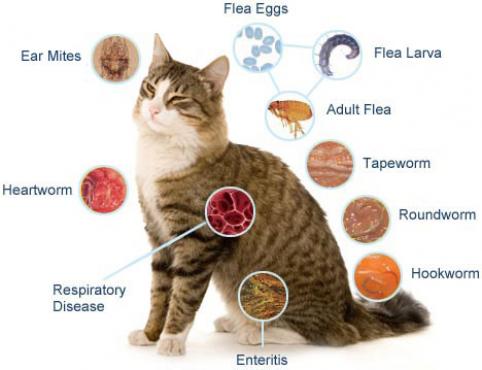 Learn how to get rid of worms in a cat at home safely with the right products