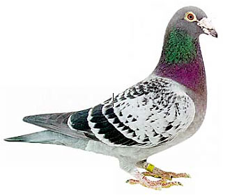 What you need for racing pigeons and training them