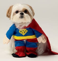 Here's how to get your dog to wear a costume without a struggle