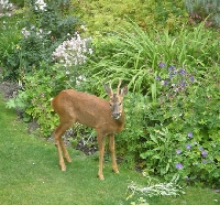 Deer proofing your Spring flower garden is a must