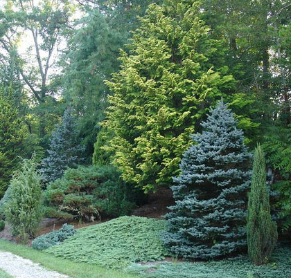 Tips on taking care of ornamental evergreen trees for your landscape investment