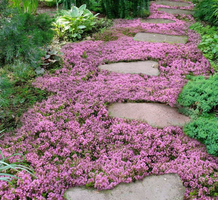 Ground cover for shady yards comes in all colors and textures