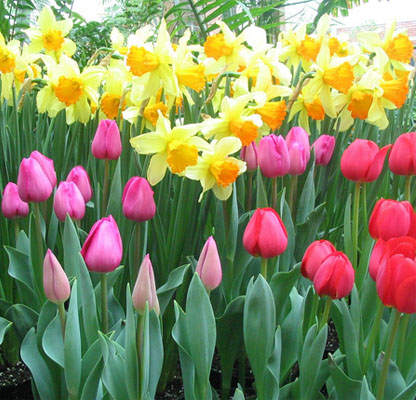 Know when to reserve flower bulbs online to ensure the best selection