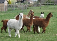 Alpaca wool and the animal it comes from