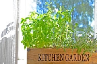 Bring the garden inside when you grow herbs in your kitchen