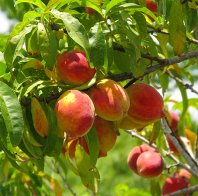 Easy-to-grow fruit trees for kitchen garden