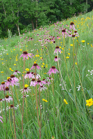 Choosing a wildflower mix for your garden is a breeze