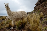 Baby alpaca wool is a luxuriously ethical natural fiber