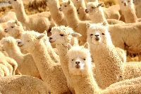 Alpaca wool is gaining popularity as a unique natural fiber alternative.