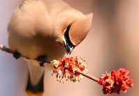 Learn what biodiversity is and why it is an important piece of the sciences