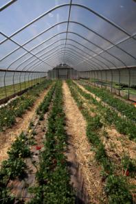 A few tips for keeping mold out of your greenhouse