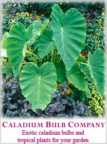 Caladium Bulb Company