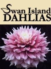 Swan Island Dahlias