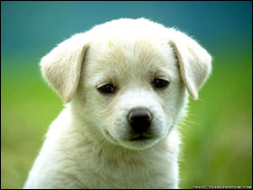 dog names