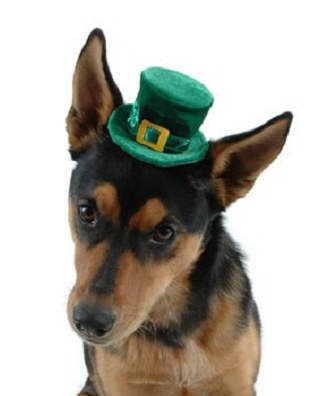 stpaddy_dog.jpg