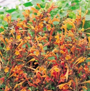 herbs