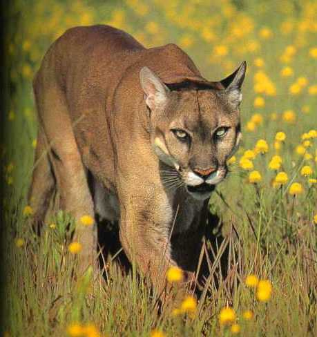 Not avoiding wildlife is one of the top ten novice hiking mistakes
