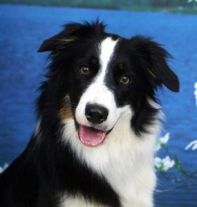 A tip for finding the right dog is to consider energy and brains