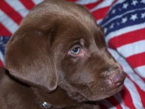 Labradors are the top most popular dog breed