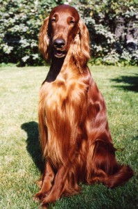 Know your family and which breeds do well with kids is a great dog tip