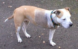 A three legged dog is called a tripof and might be the right dog for you