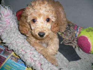 Toy poodles are in the top ten most popular dog breeds