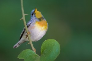 Singing birds are a sign of Spring