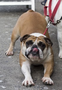 A bull dog is one of the most popular dog breeds