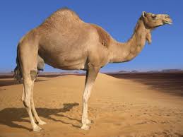 Camels have the ability to conserve water