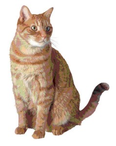 An excellent tip for finding the right dog might be to choose a cat instead