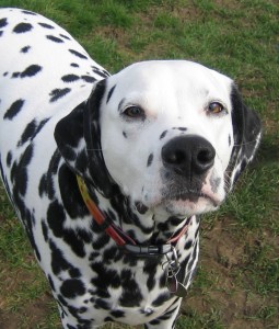 Dalmatians are in the top ten most popular dog breeds