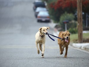 The best tip for finding the right dog is to understand the commitment