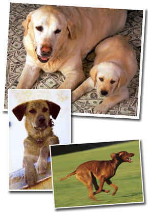 List of the top ten most popular dog breeds