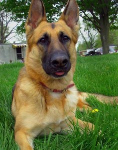 Hungry dogs can create backyard grilling disasters