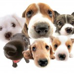 Top ten tips for choosing the right dog from all the dogs needing homes